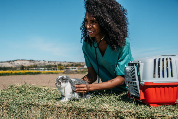 istock Veterinarian examining a bunny in a hay field 1136000339