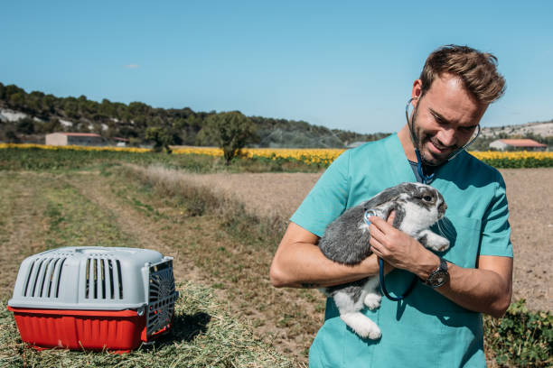 istock Veterinarian examining a bunny in a hay field 1136000348