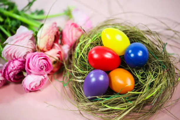 Ranunkeln in pink, macro, spring , flowers Ranunculus asiaticus with easter basket