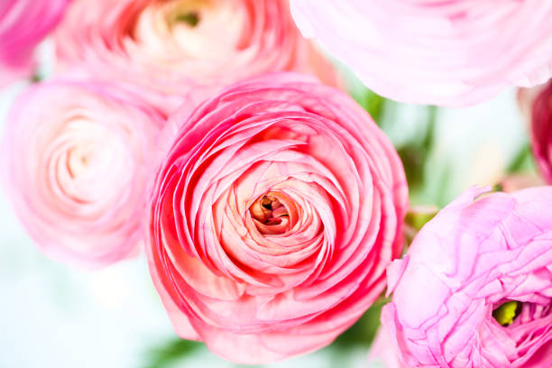 Ranunkeln in pink, macro, spring , flowers Ranunculus asiaticus