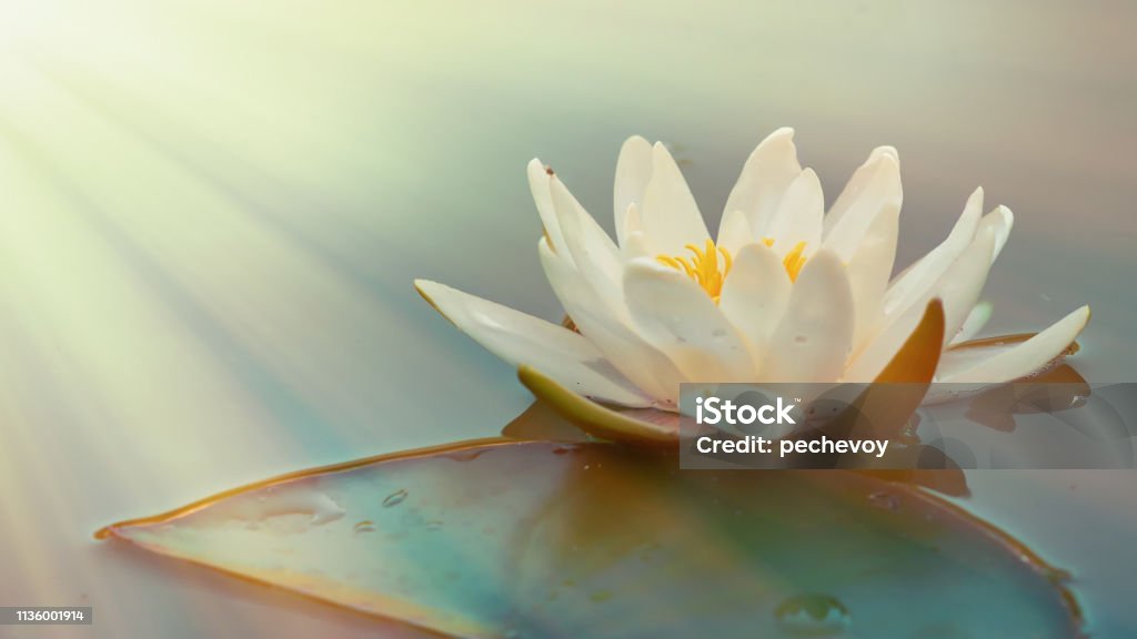 Hermosa Flor De Loto Blanco En La Luz Del Sol En La Superficie Del Estanque Foto de stock y más banco de imágenes de Aire libre - iStock Hermosa Flor De Loto Blanco En La Luz Del Sol En La Superficie Del Estanque Foto de stock y más banco de imágenes de Aire libre - iStock