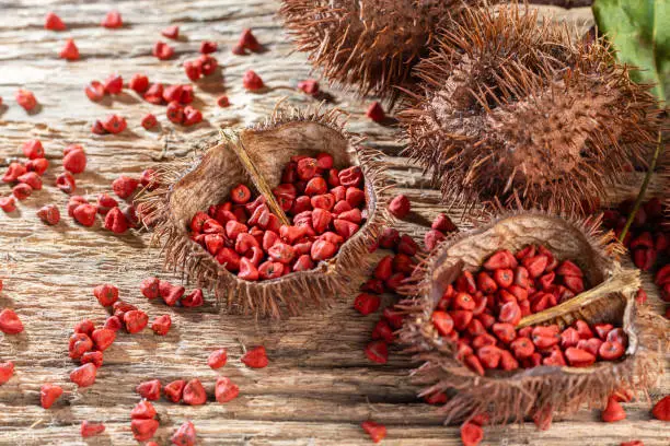 Seeds of achiote, originating from central america and parts of south america is used to season food