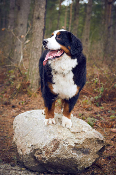 istock A Bernese Mountain Dog standing on a stone in the forest 1136005867