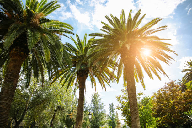 The palm tree in sun lights. Southern plants outdoors. Nature photo.