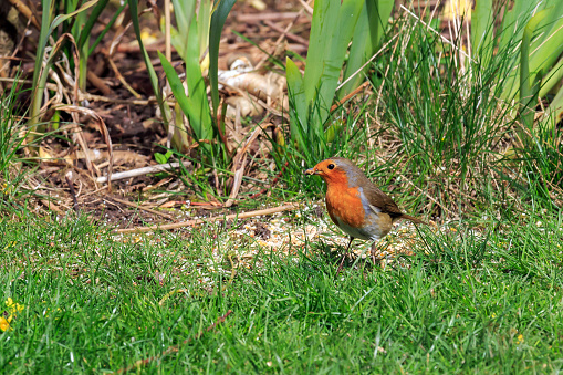 Robin with mealworms in it's beak standing on grass in a UK garden
