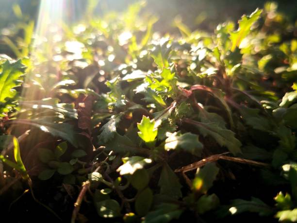istock Flower Lights and Shadows Plants 1136011020