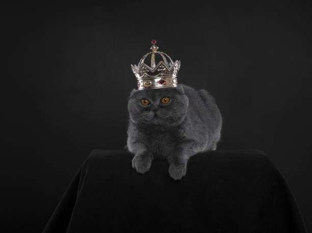 istock gray cat with a crown on a black studio background 1136012572