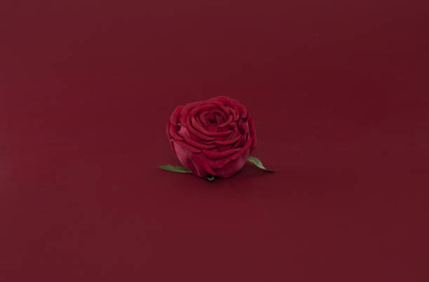 istock one red rose on a red isolated background 1136014450
