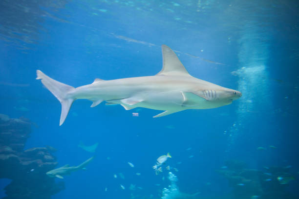 istock Nice view of big shark 1136014452