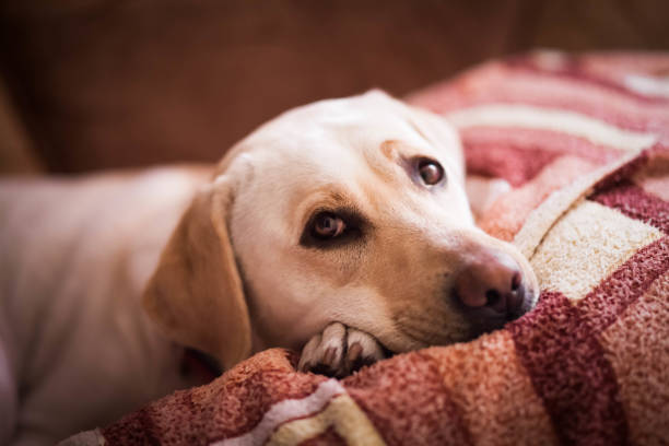 bella lablador sdraiata sul letto. simpatico cane gentile appoggiato sul divano - sdraiato foto e immagini stock