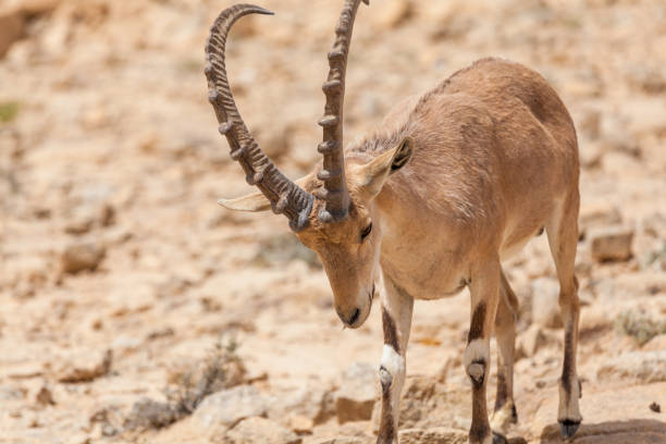 istock Nice view of Nubian ibex goat 1136015627