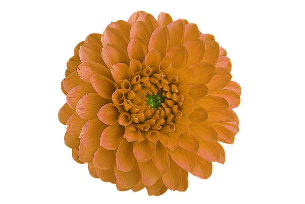 istock yellow dahlia flower on a white background in isolation for designers 1136015689