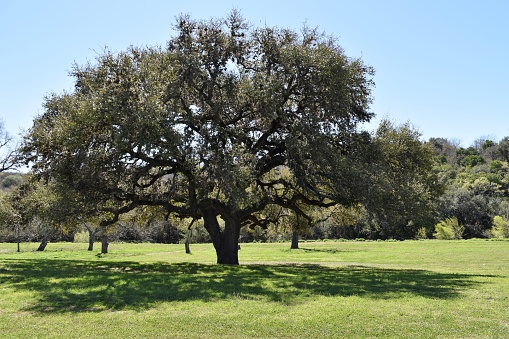Taken with Nikon D5600. This photo is of a several hundred year old Live Oak Tree taken in a park on Lackland AFB in San Antonio, Texas.