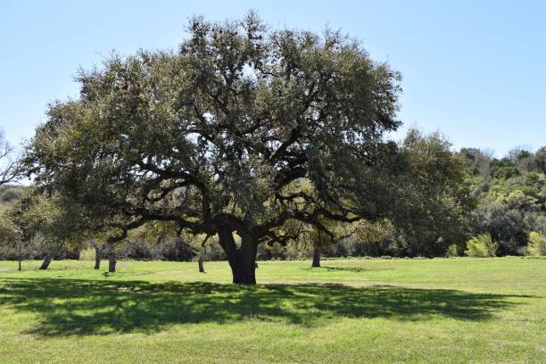 Huge Old Live Oak Tree Taken with Nikon D5600. This photo is of a several hundred year old Live Oak Tree taken in a park on Lackland AFB in San Antonio, Texas. live oak tree stock pictures, royalty-free photos & images