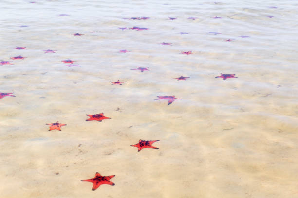 группа блестящих морских звезд в �прекрасный солнечный день просто под водой. площади. - pentagonaster starfish стоковые фото и изображения