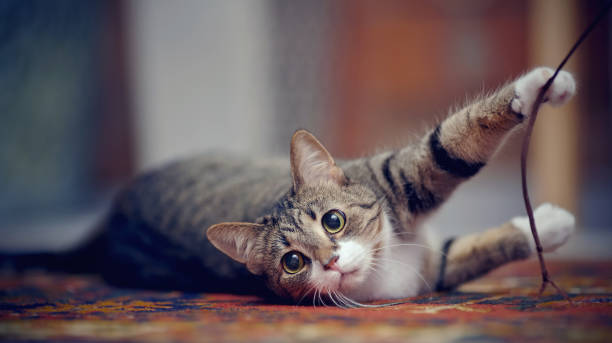 istock Striped cat with white paws, plays on a carpet 1136016912