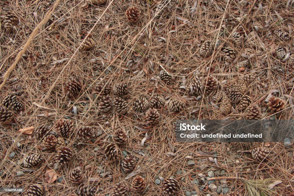 Fallen pine cones on bed of dead grass v3 Fallen brown pine cones on bed of dead grass and twigs texture background. Autumn Stock Photo