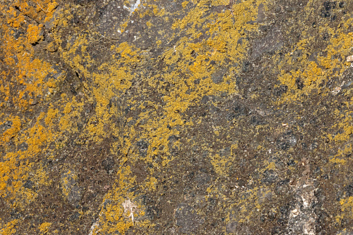 Orange and yellow rusty looking lichen on stone.