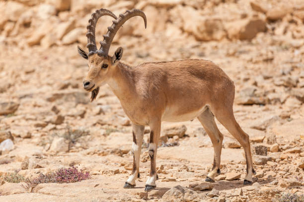 istock Nice view of Nubian ibex goat 1136018460