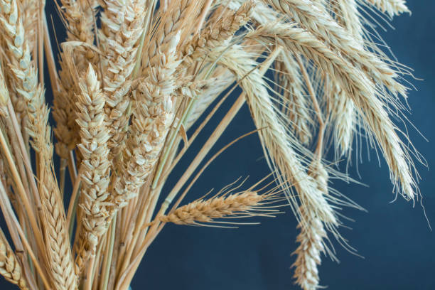 istock Reap of wheat from different varieties, close-up 1136018787