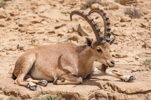 istock Nice view of Nubian ibex goat 1136019844