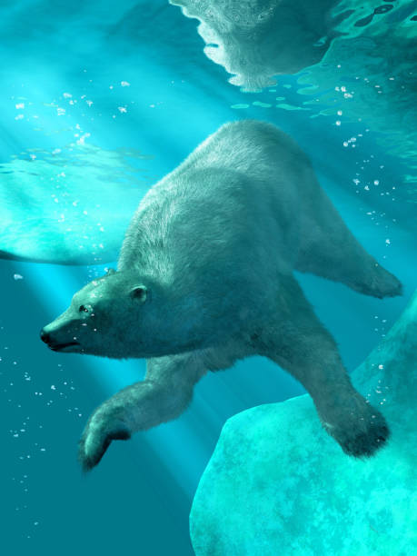 Polar Bear Under Water stock photo
