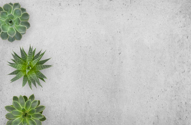 istock Succulents Plants on Concrete Background 1136020000