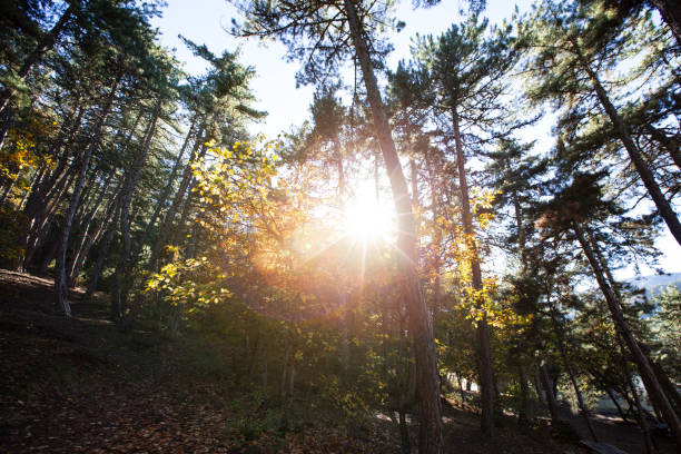 istock forest nature view. Autumn and forest view camping outdoors. 1136024278