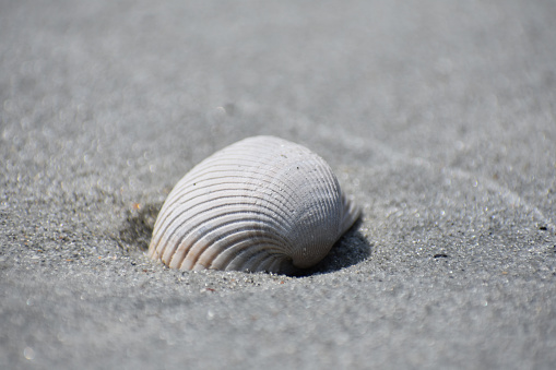 Sea shell and beach