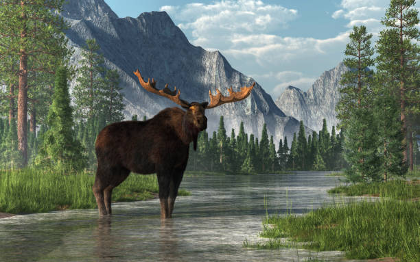 Moose in a River A bull moose stands in the ankle deep waters of a shallow, lazy river that winds its way through a forested valley.  Fir trees and long grass line the banks of the rivers. 3D Rendering wildlife or wild animal stock pictures, royalty-free photos & images