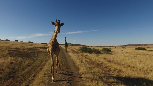 Demonstration of the actual motion of a giraffe running