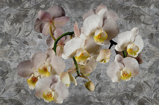 3d wallpaper, orchids flower on concrete wall textured background. The original panel will turn your room in with the most recent world trends in interior fashion.