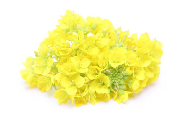 istock canola flowers in a white background 1136028033