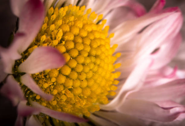 Bellis perennis, white petals with a rosy ends and yellow center