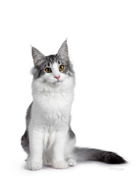 istock Cute black silver bicolor spotted tabby Norwegian Forest cat kitten, sitting up facing front. Looking up beside camera with green / yellow eyes. Isolated on white background. Tail beside body. 1136029173