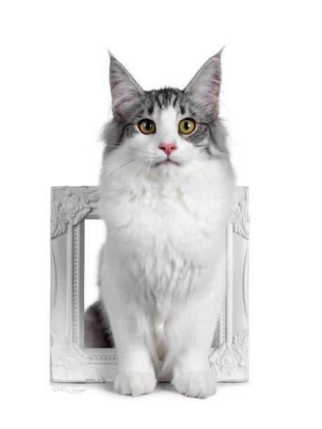 istock Cute black silver bicolor spotted tabby Norwegian Forest cat kitten, standing eager through white image frame. Looking at camera with green / yellow eyes. Isolated on white background. 1136029174