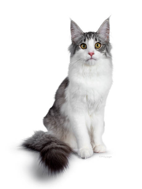 istock Cute black silver bicolor spotted tabby Norwegian Forest cat kitten, sitting half side ways facing front. Looking at camera with green / yellow eyes. Isolated on white background. Tail around body. 1136029175