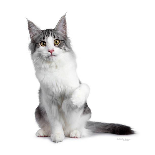istock Cute black silver bicolor spotted tabby Norwegian Forest cat kitten, sitting facing front with one paw in air. Looking at camera with green / yellow eyes. Isolated on white background. 1136029184