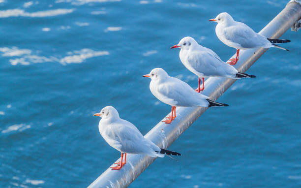 istock Four white seagulls sitting on a beam on a blue water background 1136030563