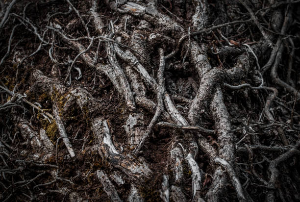 radici intrecciate di un albero in una foresta oscura. messa a fuoco selettiva. mistero oscuro sfondo magico - radice intrecciata foto e immagini stock