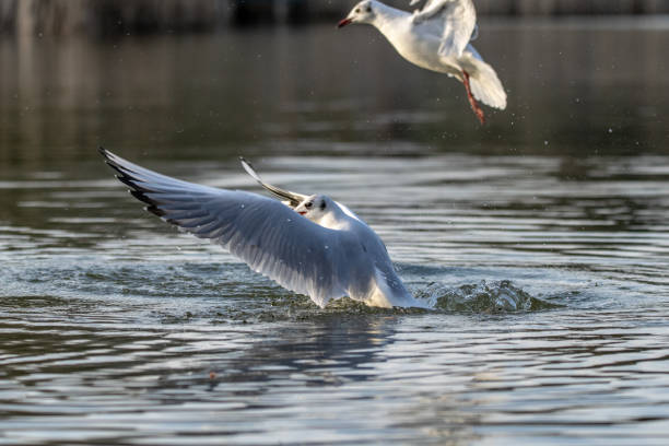 istock Seagulls taking to flight from a lake 1136033138