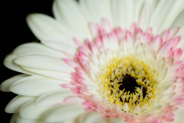 The Gerbera flower belong to the Daisy family.  Also known as Gerbera hybrida.  They come in a variety of bright colours and are native to South America, Africa and Asia.  Here we see an extreme close up of the open flower, containing petals and pollen.  Image taken in Inverness, Scotland.
