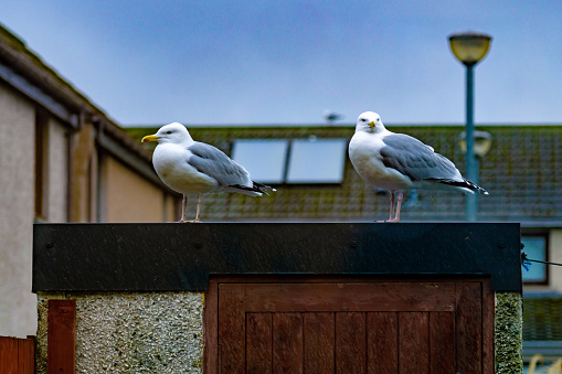 Here we see a pair of urban Herring gulls (Larus argentatus).  These are large, noisy gulls found year round in coasts and inland.  They are scavengers of rubbish tips, fields, large reservoirs and lakes, especially during winter.  The location is a housing estate in Inverness, Scotland.