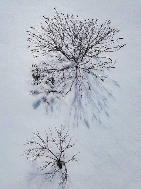 istock Winter Trees, Small Deciduous Trees in White Snowy Field - Image 1136033934
