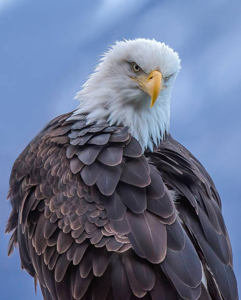 preservação de águia calva haines alaska - north america bald eagle portrait vertical - fotografias e filmes do acervo