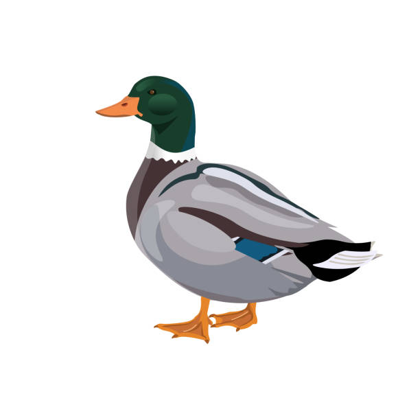 Male wild duck mallard Male wild duck mallard standing. Vector illustration isolated on the white background mallard duck stock illustrations