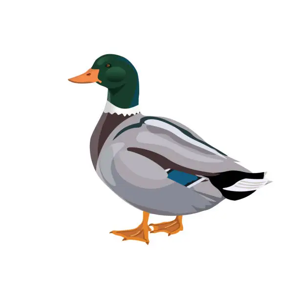 Vector illustration of Male wild duck mallard