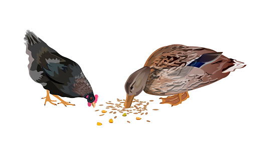 Duck and chicken pecking grain. Vector illustration isolated on the white background