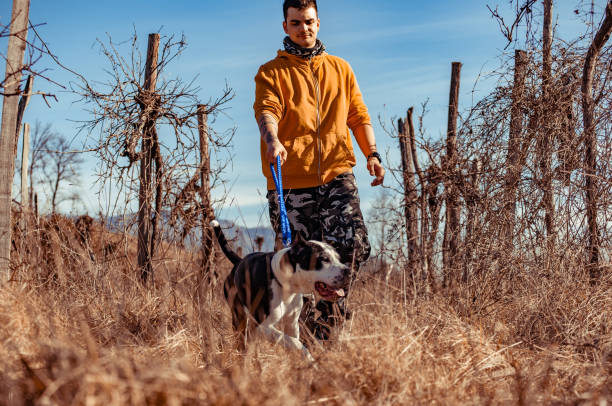 istock Pit bull Terrier Dog on Leash Walking with His Owner on Country FootPath 1136036575
