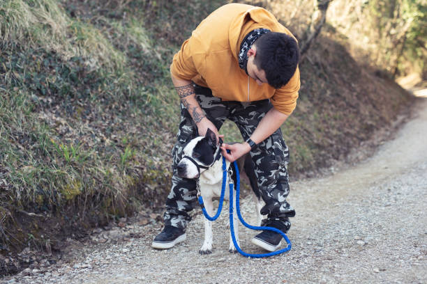 istock Young Adult Man Putting a Muzzle on his Pit Bull Terrier Dog 1136036576